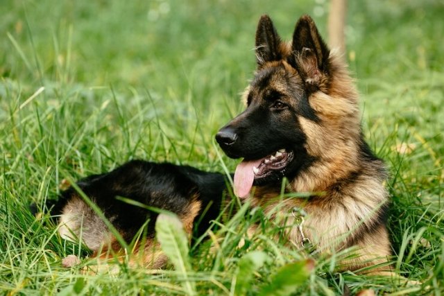 German Shepherd