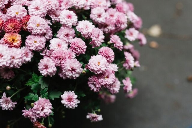 Chrysanthemums