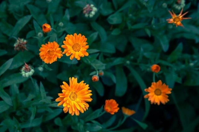 Marigold 20 Plants Repel Mosquitoes