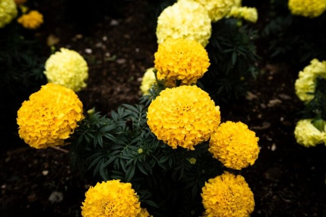 Marigolds