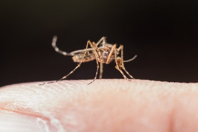 What kills mosquitoes the best, naturally